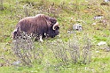 Boeuf musque 9736